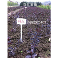 双红紫薇2 