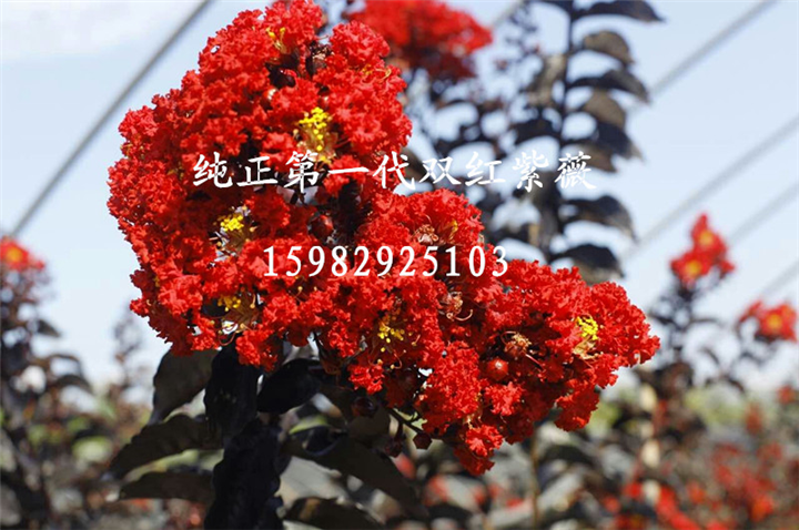 双红紫薇# 
