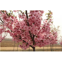 四川阳光樱花树苗|湖北阳光樱花树苗