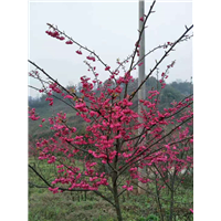 凉山樱花树供应&樱花树供应 