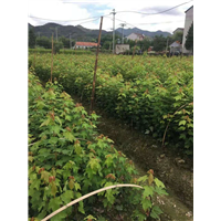 眉山美国红枫销售|美国红枫销售 