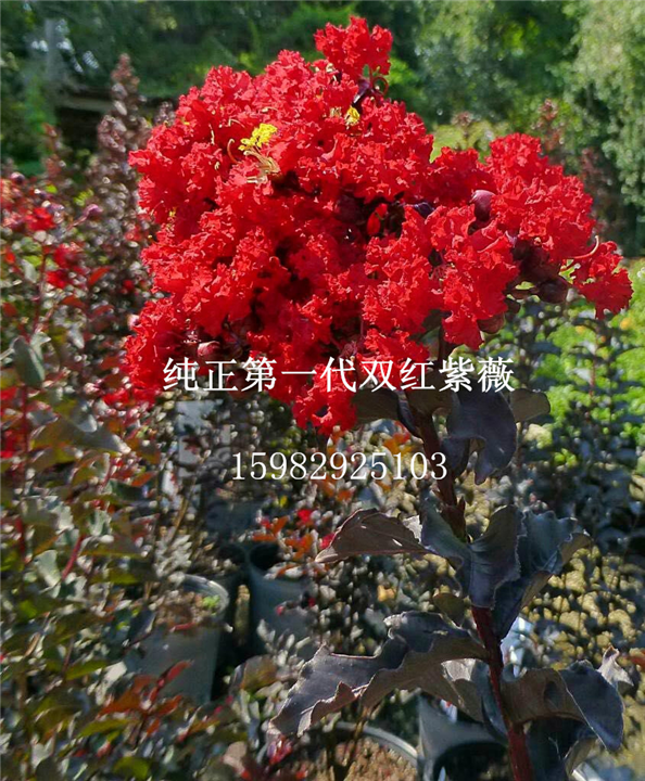 双红紫薇8 