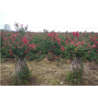 美国三红紫薇树基地 
