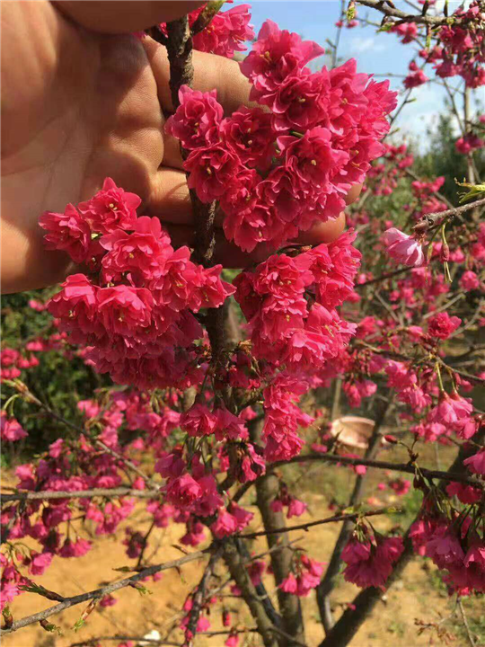 德阳大量出售樱花—大量出售樱花 