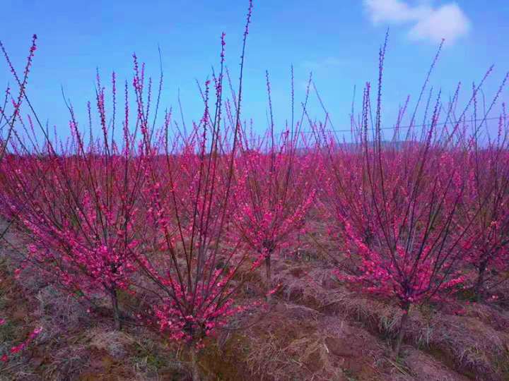 绵阳骨红朱砂梅树批发——骨红朱砂梅树批发 