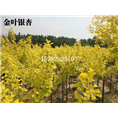 四川金叶银杏树% 