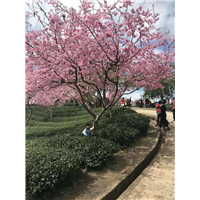 眉山樱花树价格&樱花树价格 
