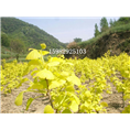 四川金叶银杏2 