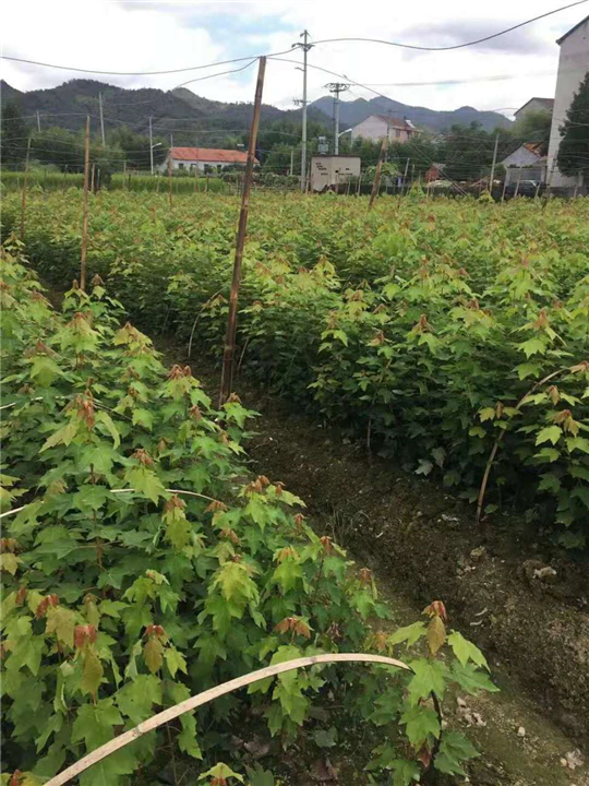 眉山美国红枫销售|美国红枫销售 