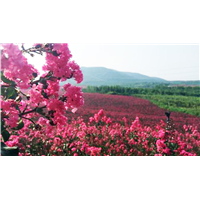 优质美国三红紫薇树_四川优质美国三红紫薇树 