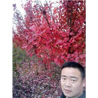 巴中美国红枫—美国红枫 