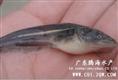 长江大口鲶鱼 