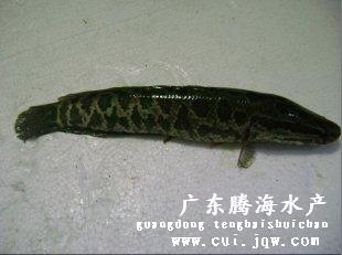 生鱼鱼苗（黑鱼） 