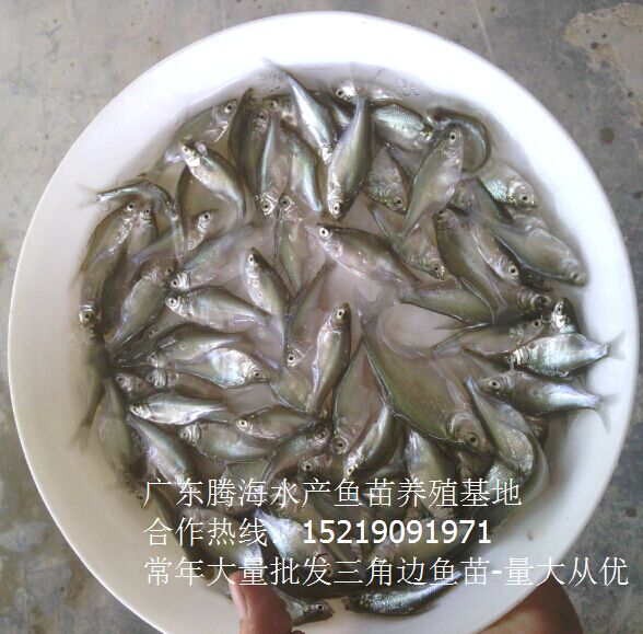 三角鲂-每季度特价优质种苗品种 