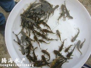 黄颡鱼-每季度特价优质种苗品种 