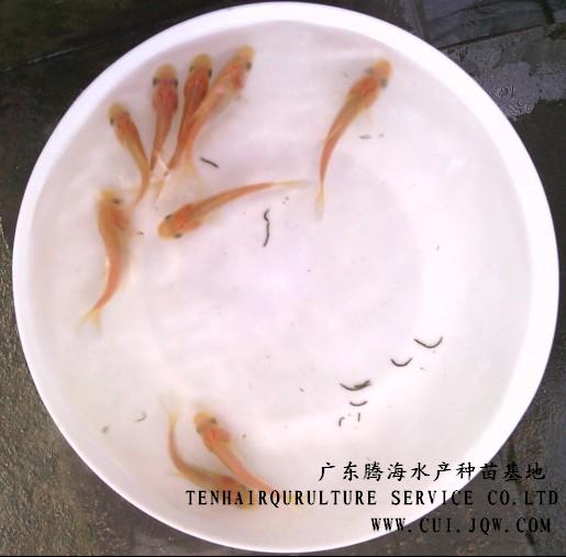金大头鱼苗 