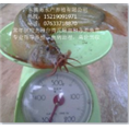 供应台湾泥鳅苗-广东优质泥鳅苗批发 