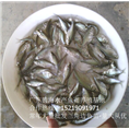 三角鲂-每季度特价优质种苗品种 