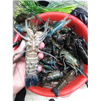 澳洲龙虾苗批发-澳洲龙虾苗供应