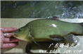 丁桂鱼鱼苗 