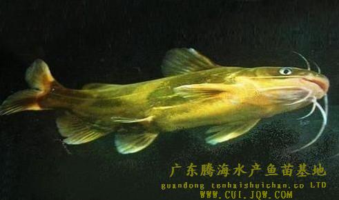 -黄骨鱼苗 