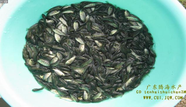 新吉富罗非鱼-每季度特价优质种苗品种 