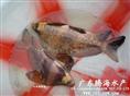 中华胭脂鱼鱼苗 