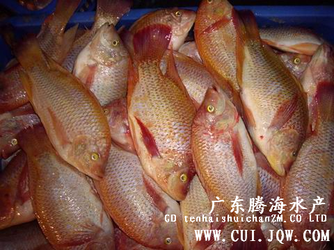 彩红绸（红罗非鱼鱼苗） 
