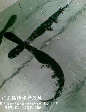 鸭嘴鱼鱼苗 