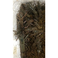澳龙苗基地-澳洲龙虾苗基地