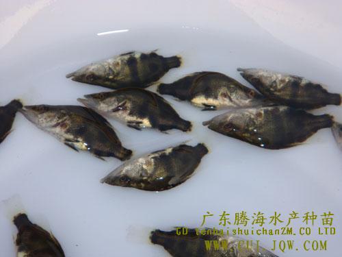 桂花鱼鱼苗 