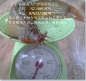 供应台湾泥鳅苗-广东优质泥鳅苗批发 