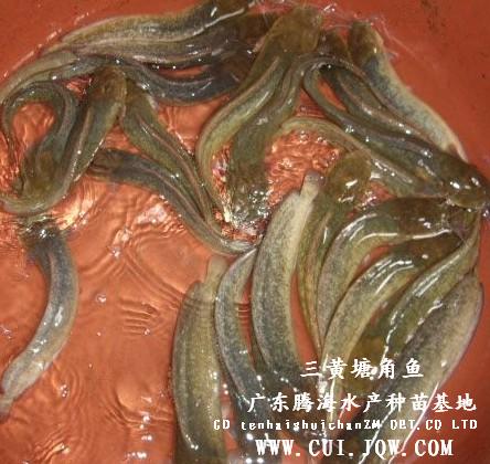 塘角鱼-每季度特价优质种苗品种 