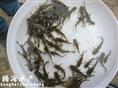 黄颡鱼-每季度特价优质种苗品种 