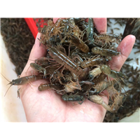 大龙虾苗批发|优质大龙虾苗批发