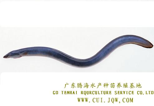 鳗鱼鱼苗 