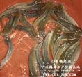塘角鱼-每季度特价优质种苗品种 