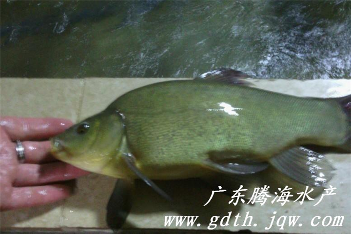 丁桂鱼鱼苗 