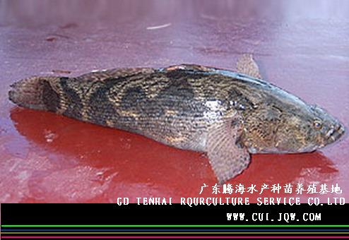 泰国笋壳鱼苗 