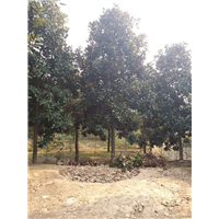 安徽香樟基地 