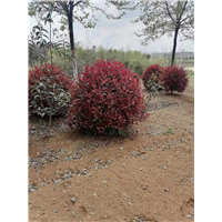 滁州红叶石楠球