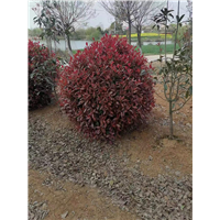 安徽红叶石楠