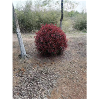 滁州红叶石楠