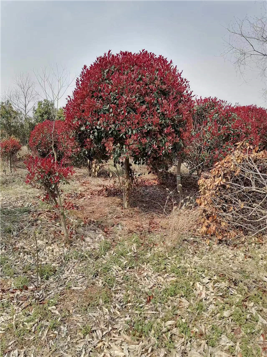 安徽红叶石楠