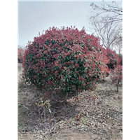 安徽红叶石楠