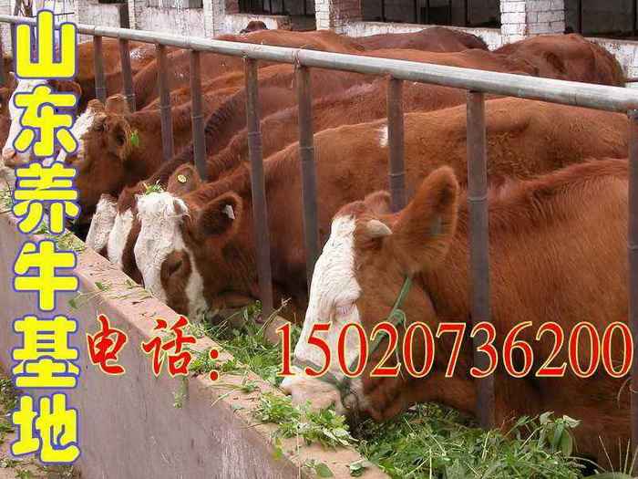 吉林哪里有养殖场 