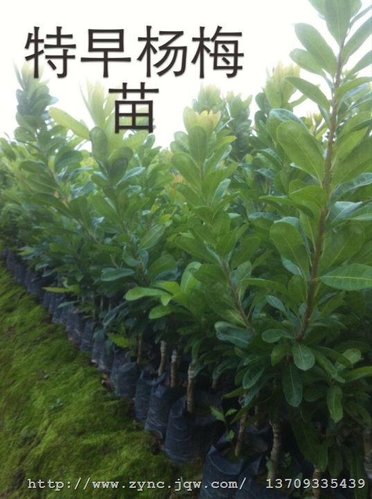 特早杨梅苗 安海特早杨梅苗 福建特早杨梅苗 龙海特早杨梅苗 