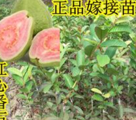 台湾红心芭乐苗|免费提供技术|红心芭乐苗