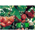 台湾莲雾苗|福建莲雾苗|技术经验丰富