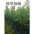 特早杨梅苗 安海特早杨梅苗 福建特早杨梅苗 龙海特早杨梅苗 